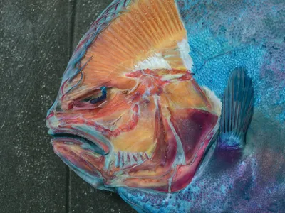 The blind side of a Remo flounder's head as it was being dissected