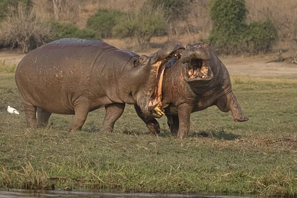 10 Hippo Attack thumbnail