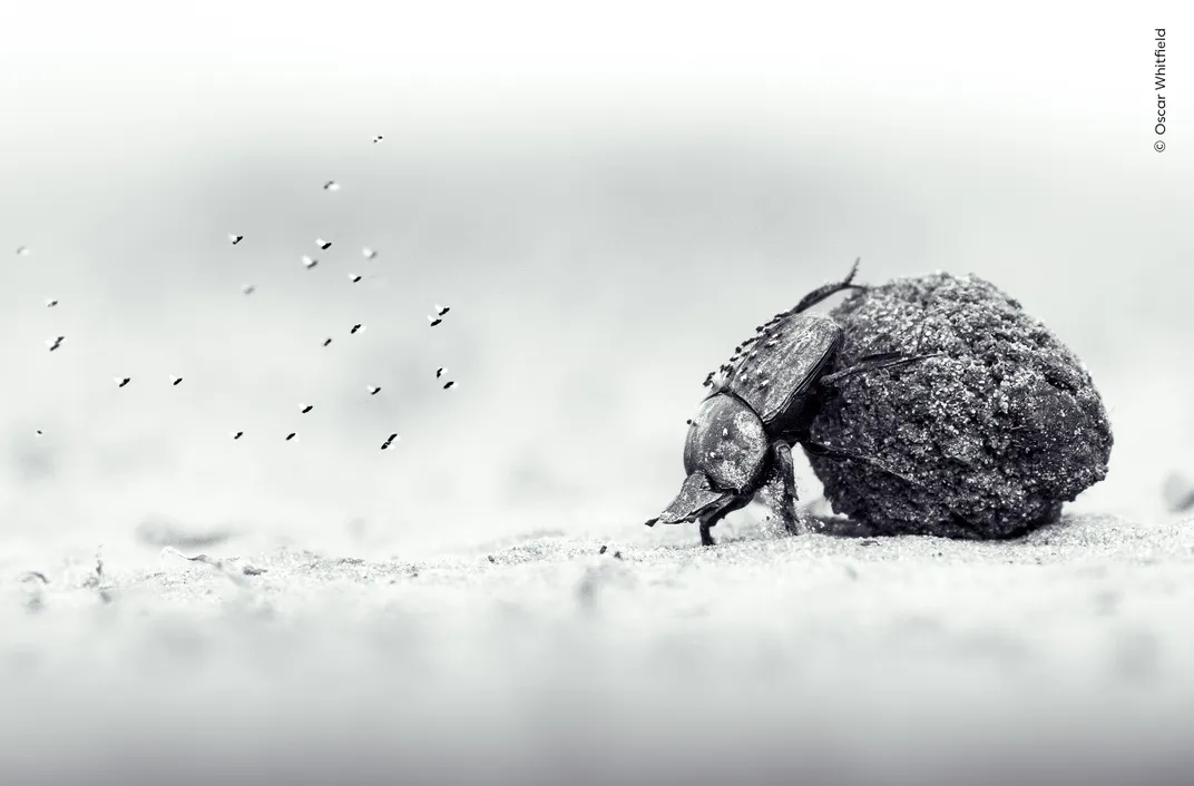 a dung beetle pushes a large ball of dung, in black and white, with dirt floating around it
