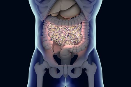 The microbes in human guts, including bacteria, archaea, fungi and viruses, play a significant role in how our bodies respond to diseases and treatments. 