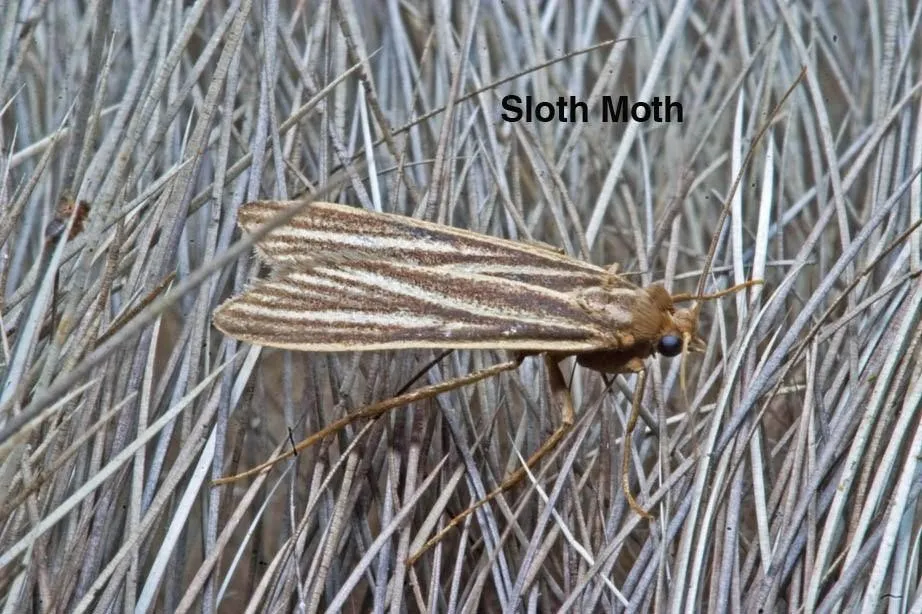 Sloth moth in the fur of a three-toed sloth and "Sloth Moth" in black