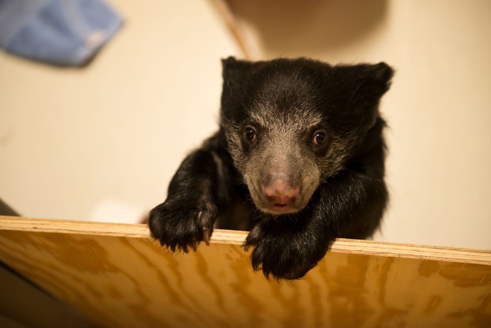 Zoo Keepers Are Hand-Rearing A Tiny Sloth Bear Cub | At the Smithsonian|  Smithsonian Magazine