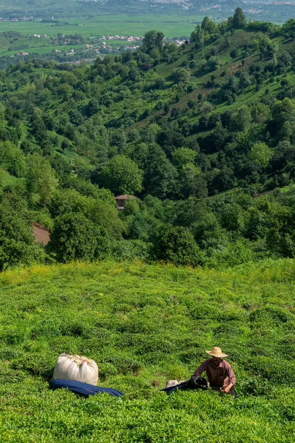 Tea fields thumbnail