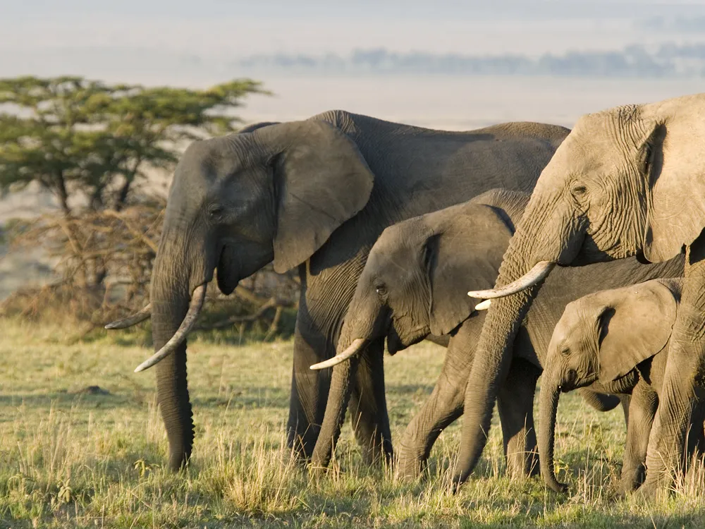 A group of African elephants including adults and juveniles walking across and grassland landscape