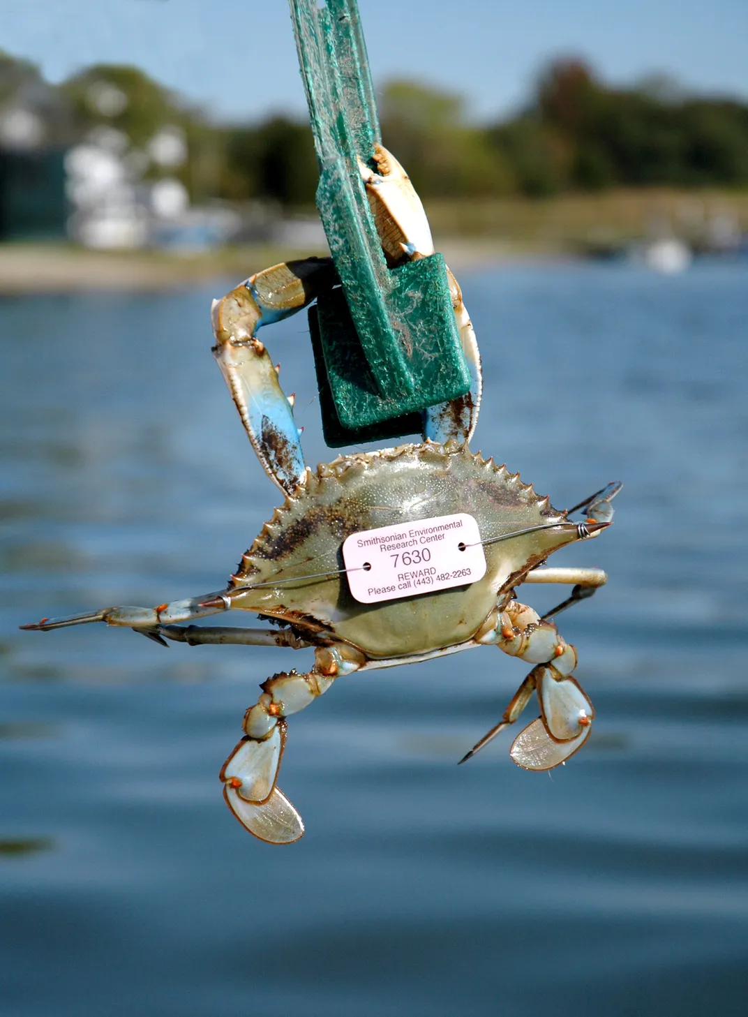 A blue crab with a pink tag on its shell clings to a pair of green tongs above the water