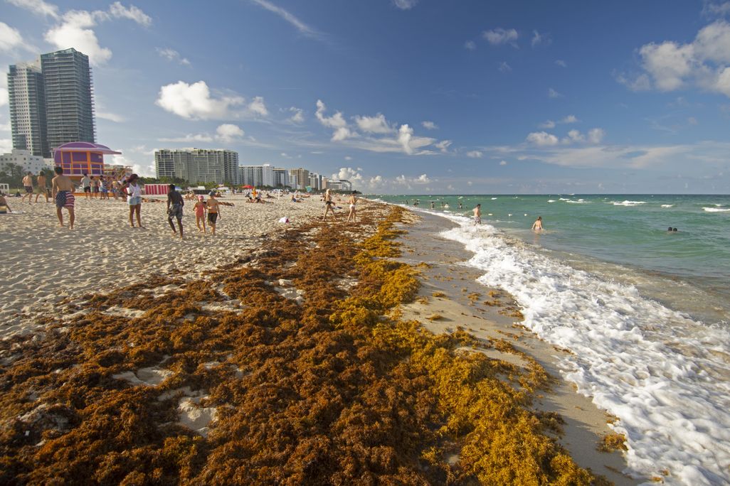 Seaweed piled up on the beach
