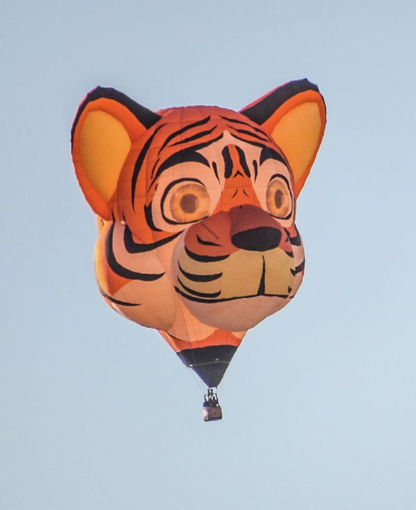 Tiger in the sky thumbnail