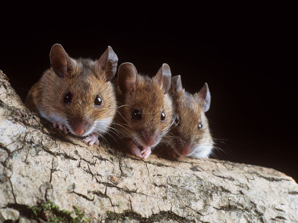 Three Mice