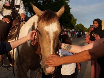 A horse at the Minnesota State Fair receives attention and affection from visitors.

