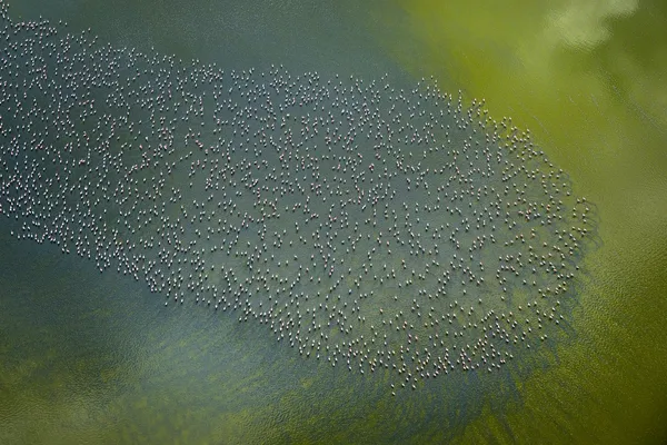 Shape of the Flock thumbnail