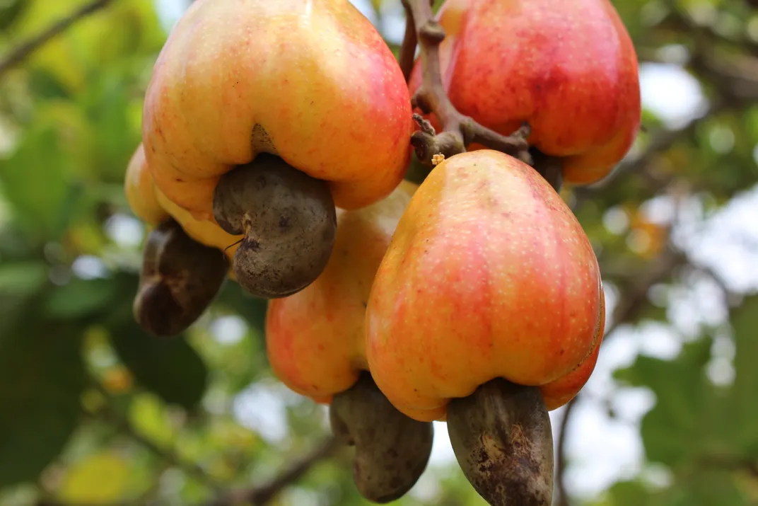 cashew trees fruiting
