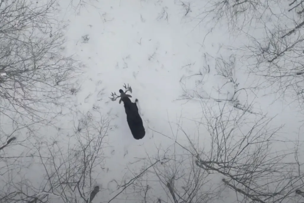 aerial view of a moose in a snowy forest