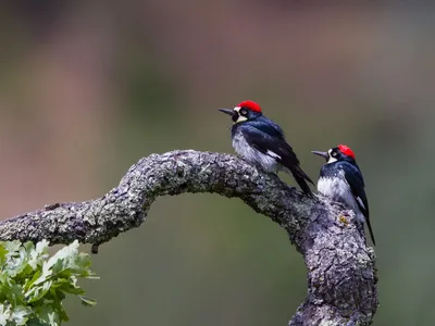 Male acorn woodpeckers, like the one on the left, have more offspring over their lives when they’re polygamous, according to new research. (Vivek Khanzode)