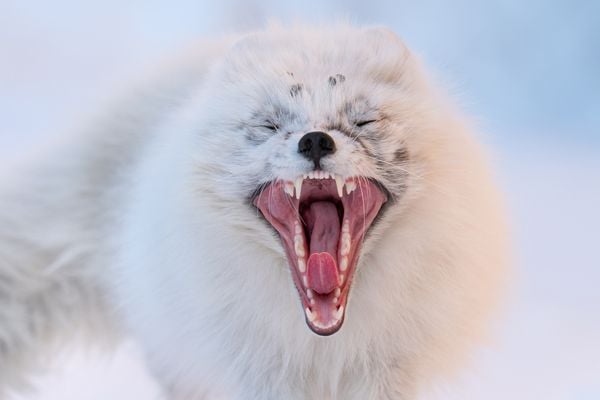 Arctic Foxes are considered to be one of the true survivors in the cold. That's thanks to their intelligence and resilience and of course - their amazingly insulating fur. 
A yawn is a universal sign of relaxation, and this individual was just yawning, stretching and fell asleep.