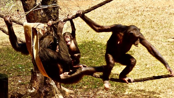 A  Chimpanzee Family at Vigorous Play thumbnail