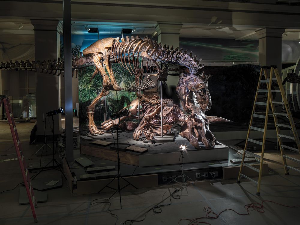 T. Rex in Deep Time exhibit