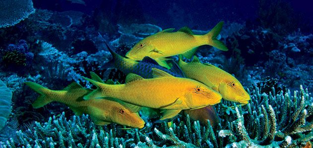 Yellow saddle goatfish