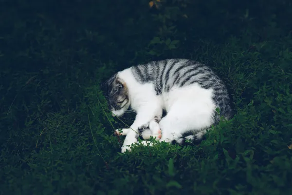 A cat is lying in the grass. thumbnail