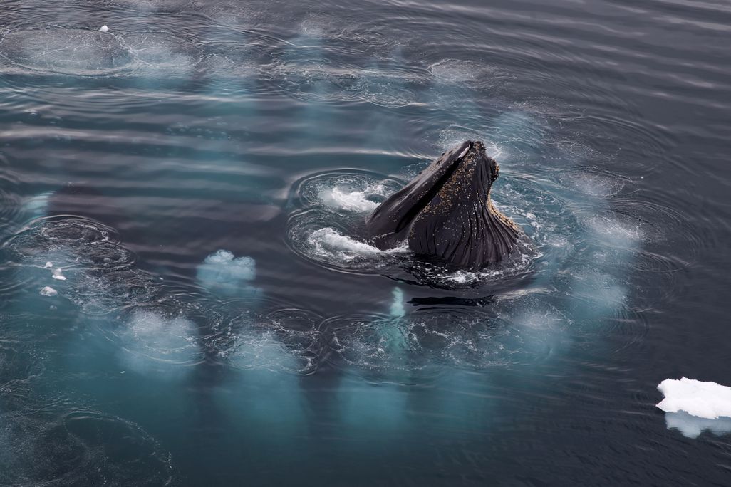 A humpback whale sticking its head out of dark water with bubbles around it
