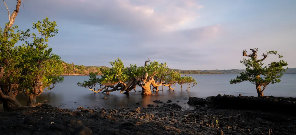  Mangroves in the islands of the Mozambique Channel, Madagascar 
