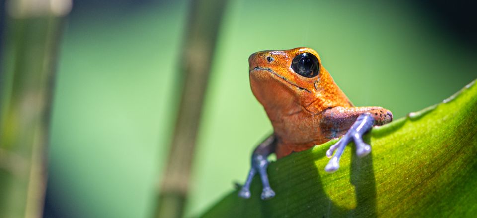  An orange and blue poison dart frog at the Smithsonian Tropical Research Institute's Punta Calebra Nature Center. Credit: Steve Paton 