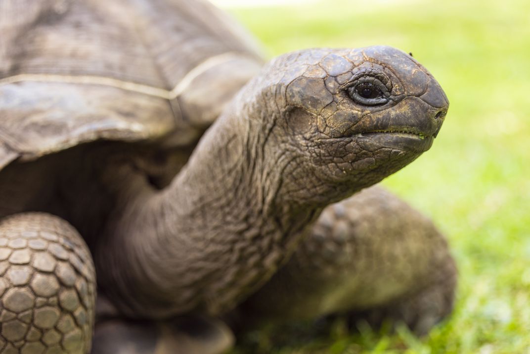 An endemic Aldabra tortoise in Seychelles
