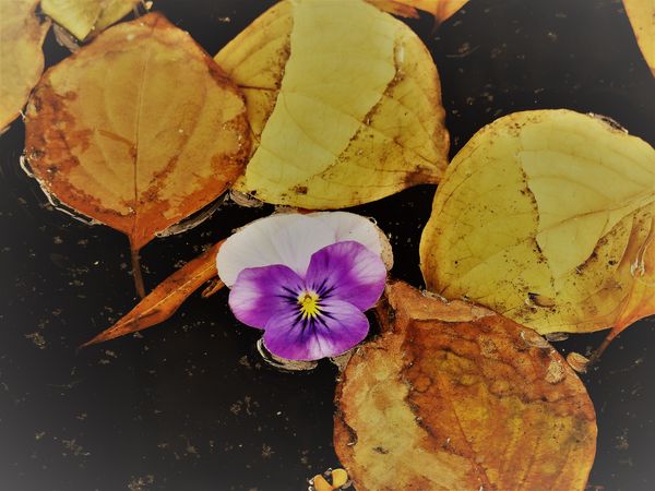 Pansy and Leaves on Christmas thumbnail