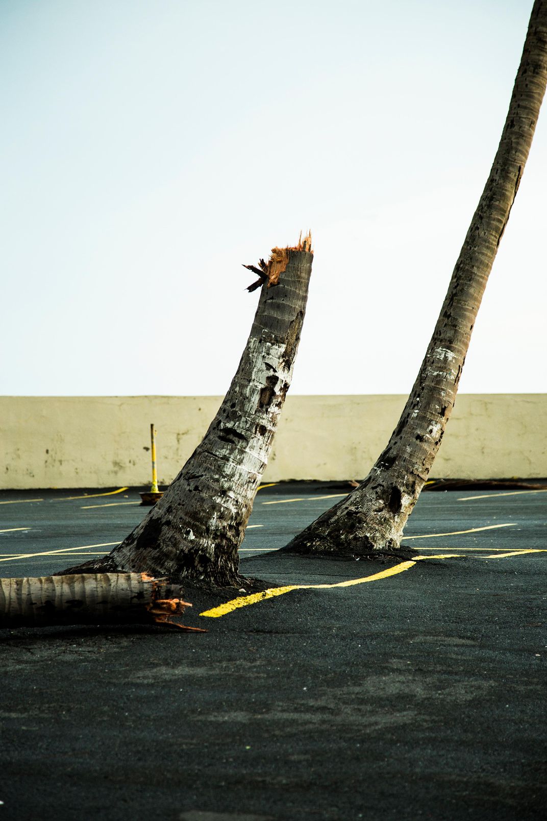 A touristy area of San Juan, the day after Maria snapped a palm trunk in two in Condado.