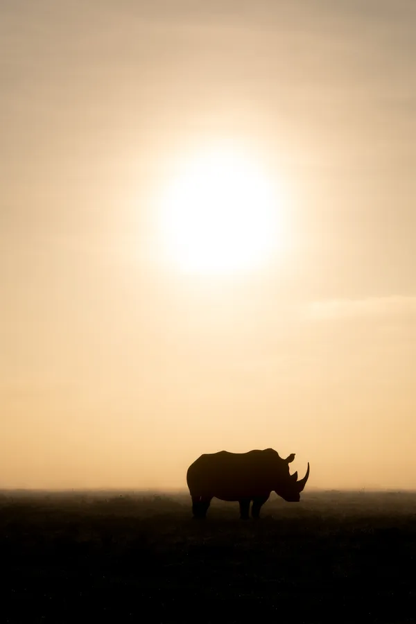 Morning Mist thumbnail