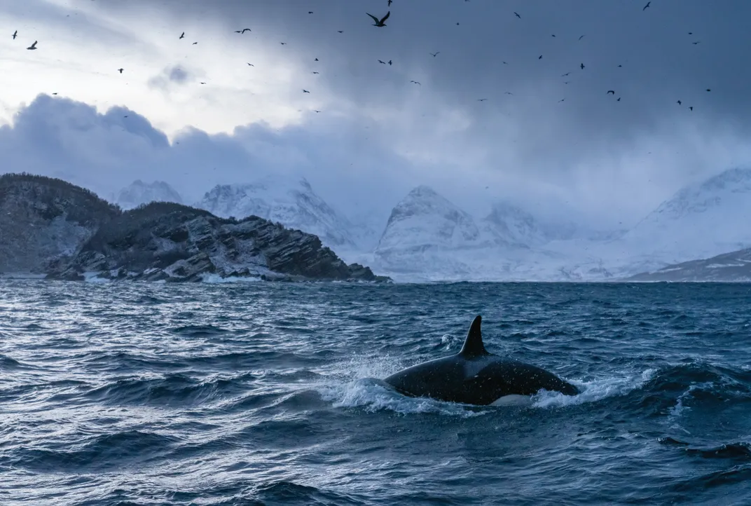 An orca soars up and plunges back down