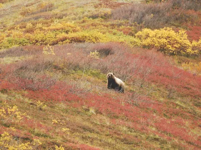 Grizzly bears are a common sight in the park. 