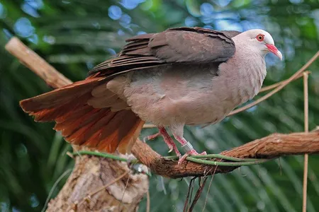 Roughly 70 pink pigeons exist in captivity around the world, including this one at the San Diego Zoo. 