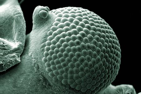 Scanning electron micrograph of a greenfly eye. Greenflies (aphid) have a pair of compound eyes. The small protrusion coming from the side of the eye is called an ocular tubercle, and it is made up of three lenses.
