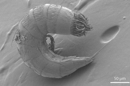 Kinorhynchs (aka mud dragons) range in size from about 0.13 to one millimeter. Like other meiofauna species, they are integral parts of marine food chains in sediments throughout the world.