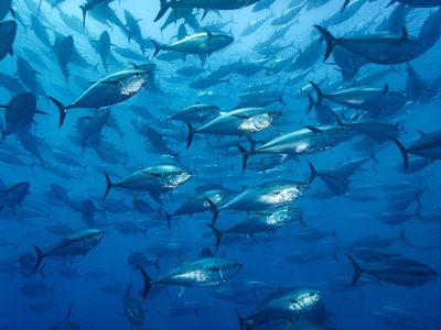 Atlantic bluefin tuna circle a holding pen near Malta. The Mediterranean Sea and the Gulf of Mexico were long thought to be the only locales where the massively valuable fish spawns.