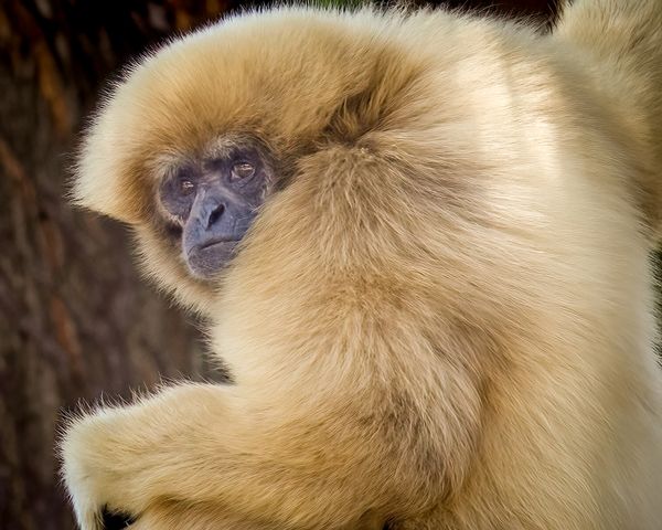 A Gibbon in a Tree thumbnail