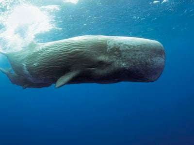 In the Mediterranean Sea, ship strikes are the leading cause of death for sperm whales.