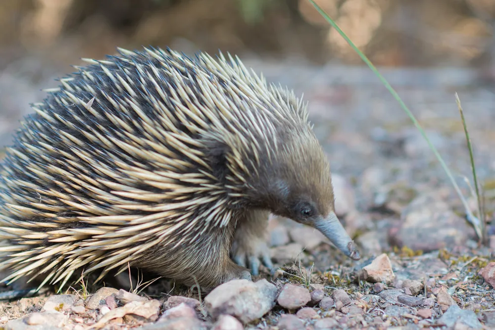 An echidna, a small spiny creature with a long nose, walking on gravel substrate
