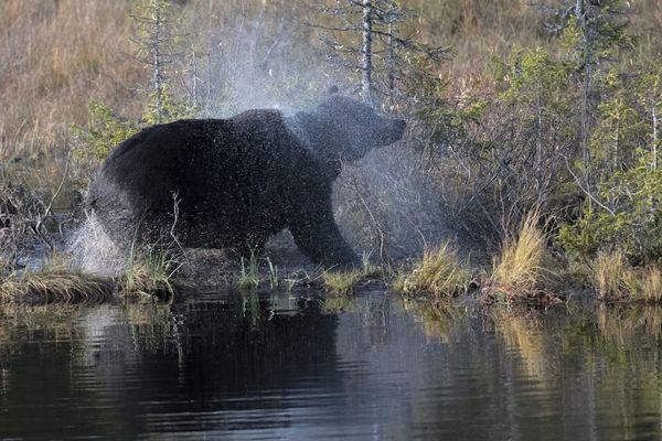 Bear had swum in a rural lake in the border zone between Russia and Finland thumbnail