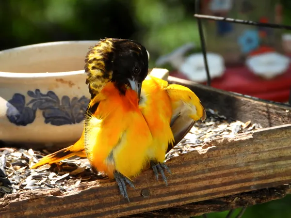 Young Male Baltimore Oriole Preening Front Feathers thumbnail
