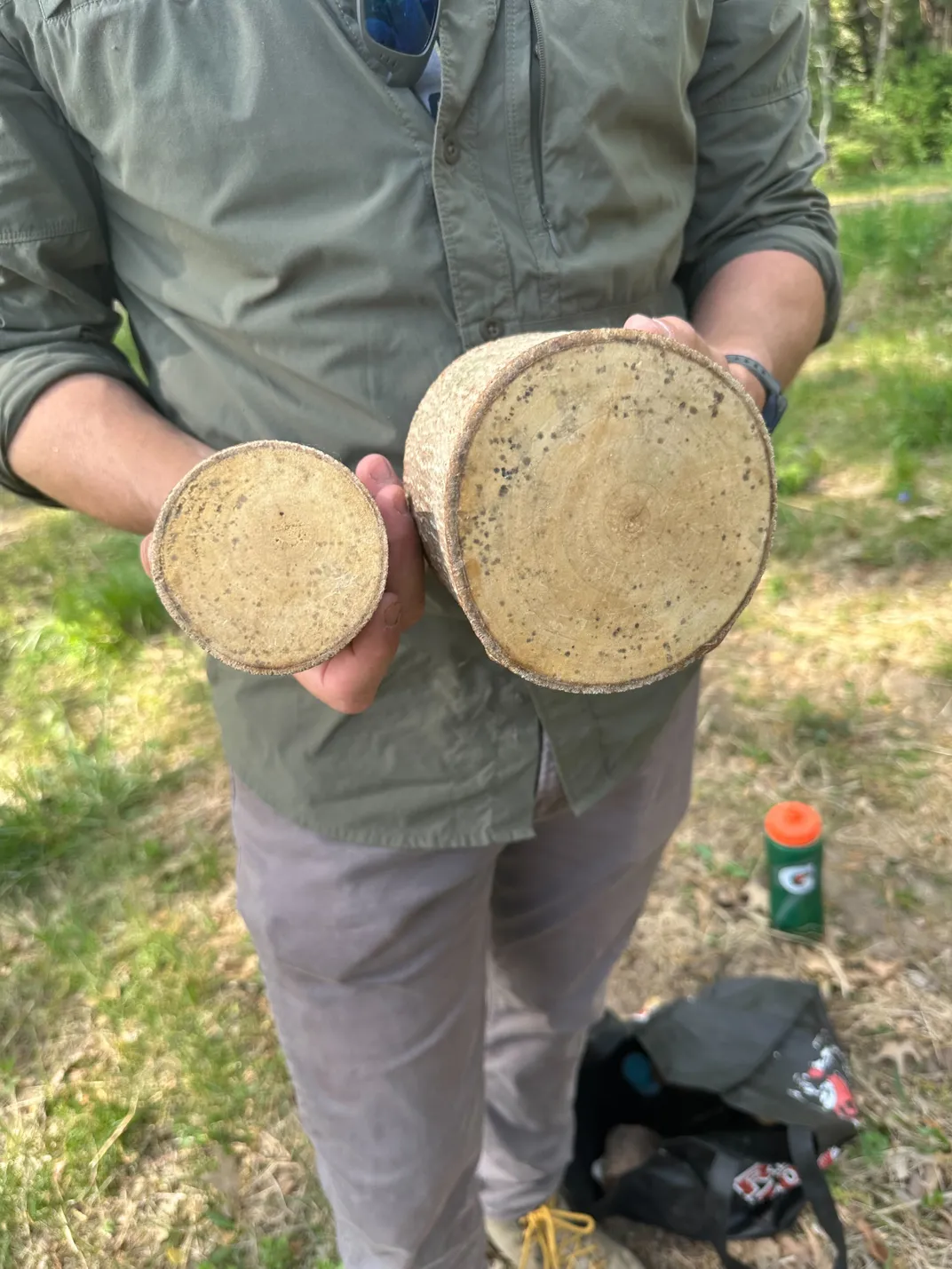 person holding two cross sections of small tree trunks