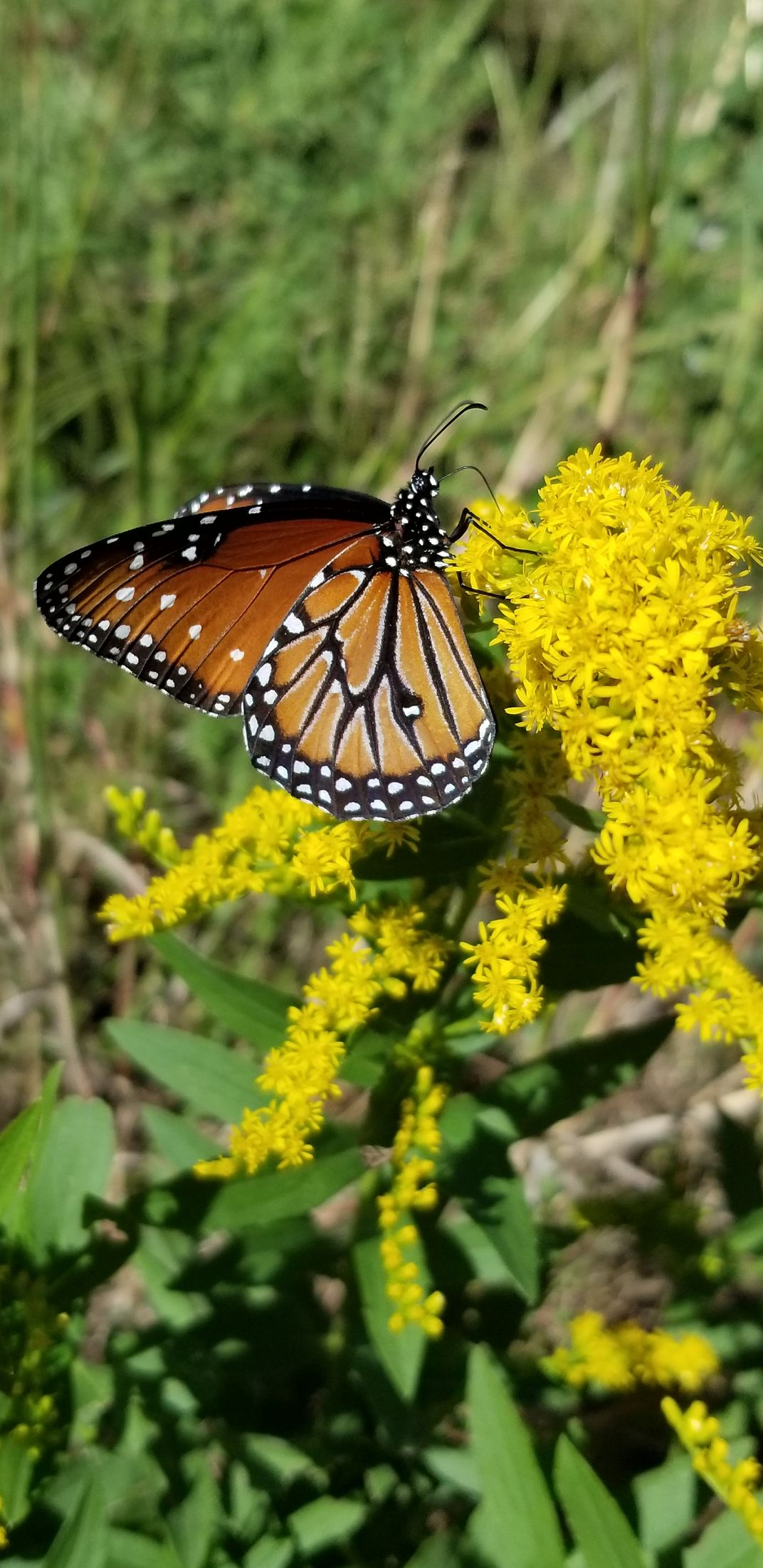 Monarch on GoldenRod Smithsonian Photo Contest Smithsonian Magazine