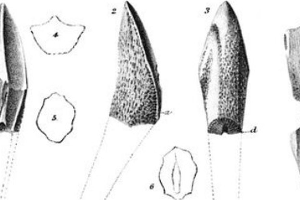 Fossil teeth
