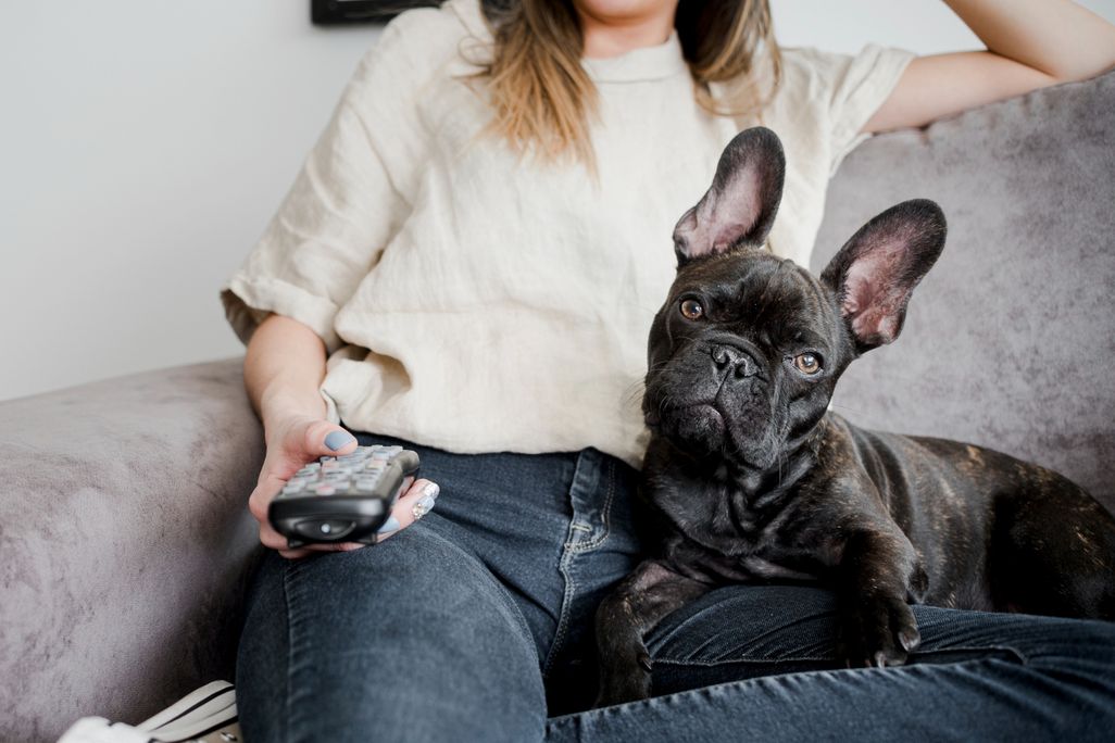 a black dog sitting on its owner's lap while presumably watching TV, owner holds a remote