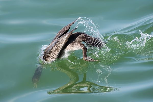 A Socotra Cormorant diving into a lagoon in search of fish thumbnail