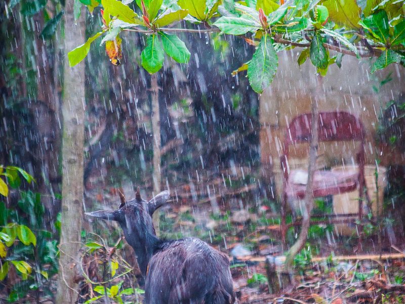 Goat In The Rain Smithsonian Photo Contest Smithsonian Magazine