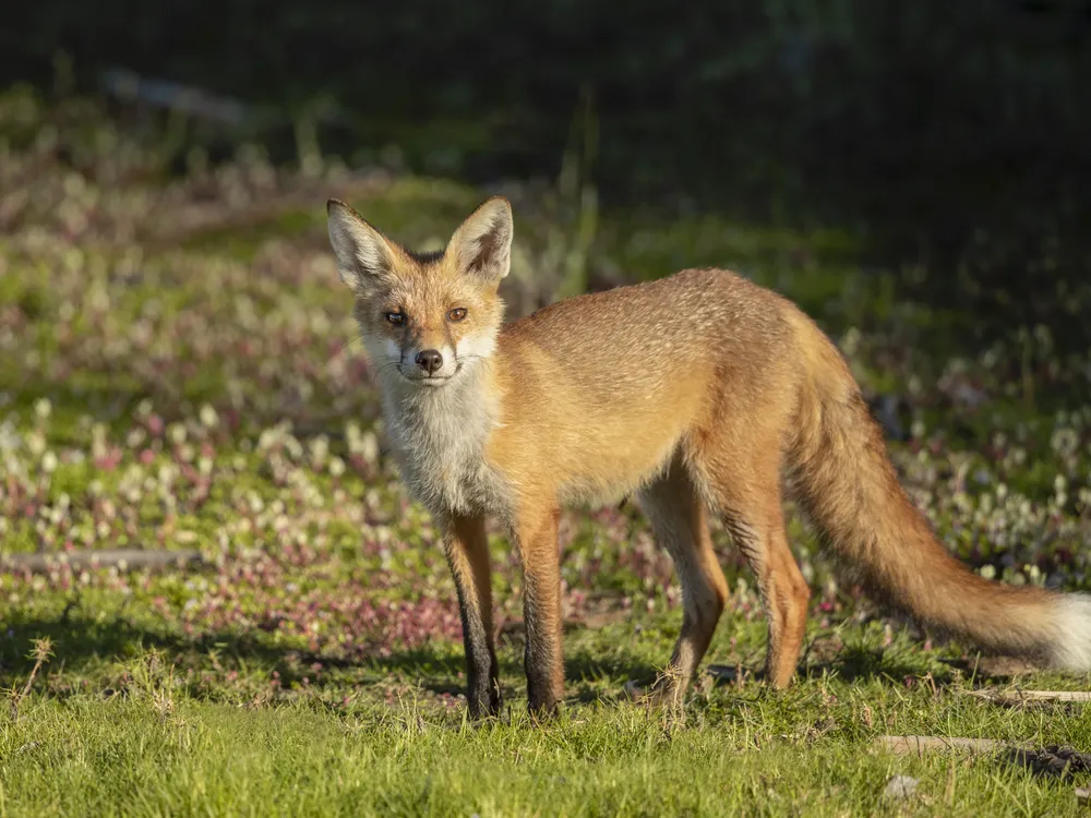 A feral fox in Australia