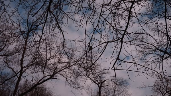 Twigs in the Sky thumbnail