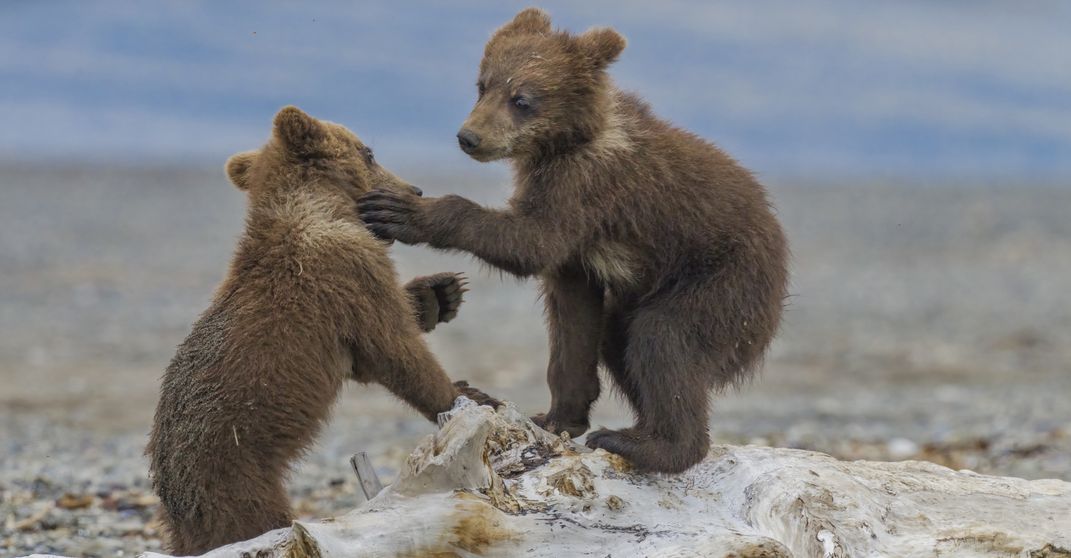 Brown Bears - Lake Clark National Park & Preserve (U.S. National