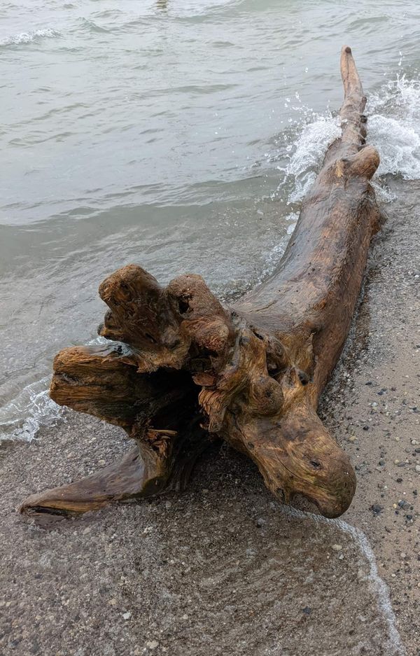 Driftwood Log on Lake Michigan thumbnail